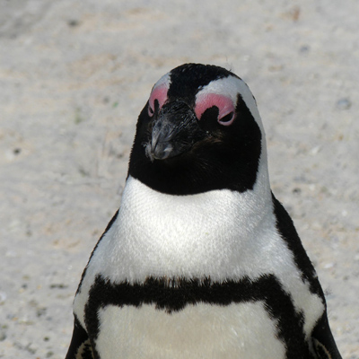 click/tap to play video penguins video